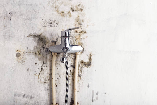 Best Commercial Mold Removal  in South Huntington, NY