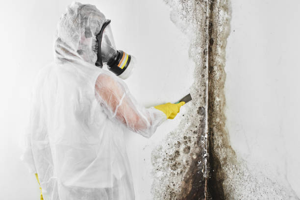 Best Black Mold Removal  in South Huntington, NY