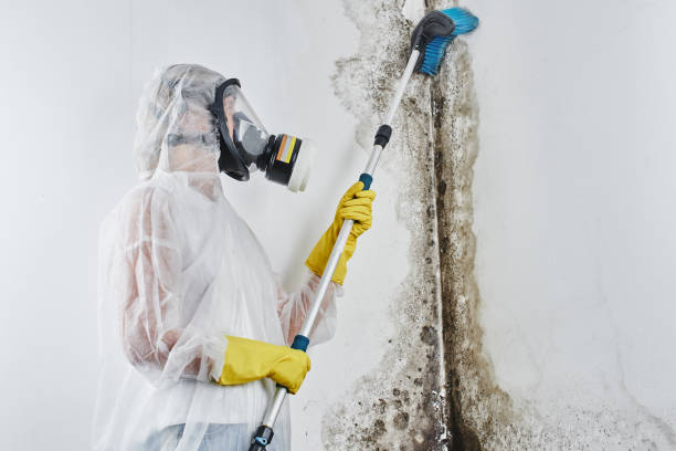 Certified Mold Removal in South Huntington, NY