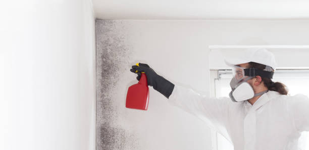 Best Mold Cleaning Services  in South Huntington, NY