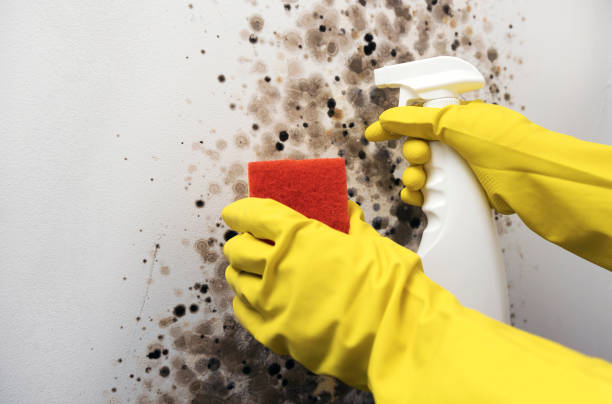 Professional Mold Removal in South Huntington, NY